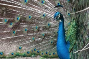 askot wildlife santury