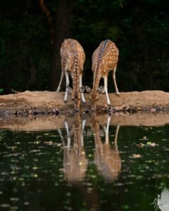 deer in rajaji national park