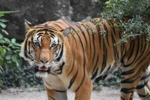 jim corbett naional park