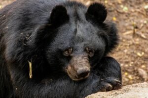 black bear in binsar wildlife santury